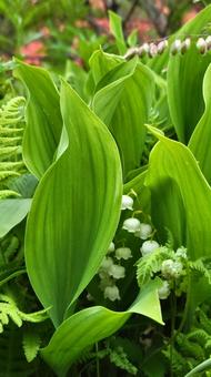 花 すずらん,白い花,植物の写真素材