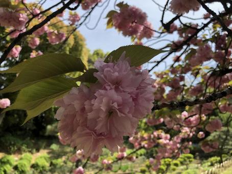 八重桜 八重桜の写真