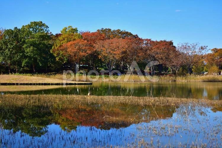 風景　秋の風景 風景,秋,池の写真素材