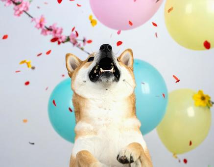 嬉しい柴犬 嬉しい柴犬の写真