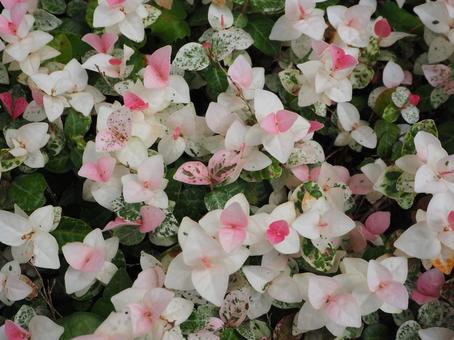 ハツユキカズラ　ピンクのお花の写真