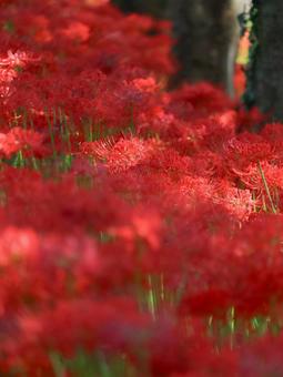 Photo, marlin, higambana, autumn, 