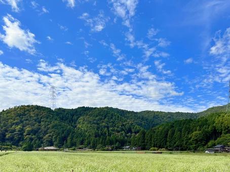 蕎麦畑からの田舎の風景の写真