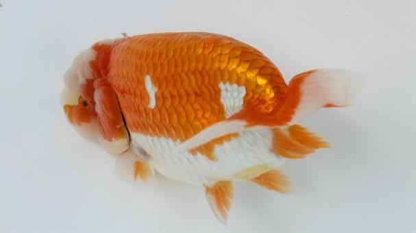 【魚の写真】らんちう(金魚) 【魚の写真】らんちう(金魚) ペット,水槽,魚の写真素材