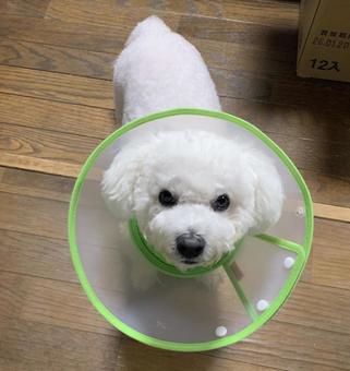 Dog wearing a collar, JPG