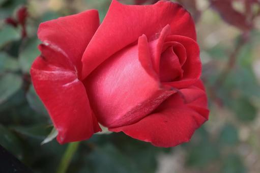 バラ園で赤い薔薇を撮影した写真 バラ園で赤い薔薇を撮影した写真の写真