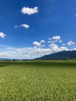 積雲と青空と山と田んぼ(縦) 積雲と青空と山と田んぼ(縦)の写真