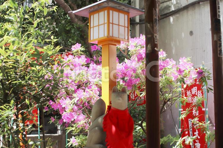 明徳稲荷神社 明徳稲荷神社,花,狐様の写真素材