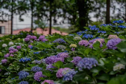 指扇アジサイまつり2025年 指扇アジサイまつり2025年の写真