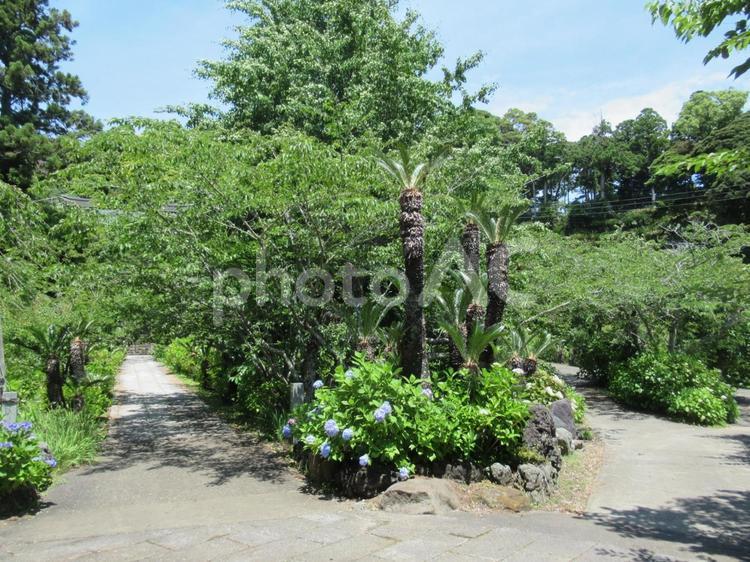 千葉県、房総半島の日運寺の紫陽花 日運寺,南房総,仁王門の写真素材
