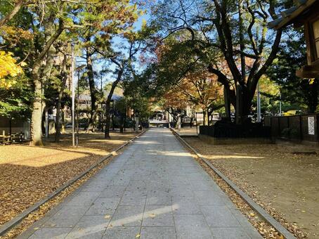 船橋大神宮　意富比神社　参道 船橋大神宮,意富比神社,千葉県船橋市の写真素材