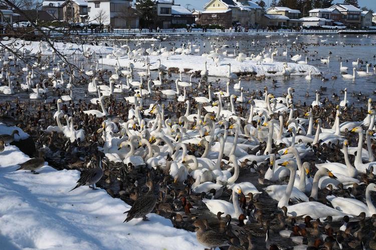 瓢湖の白鳥と鴨の群れ 白鳥,スワン,鴨の写真素材