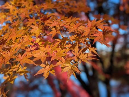 紅葉 秋 背景ぼかし 紅葉 秋 背景ぼかしの写真