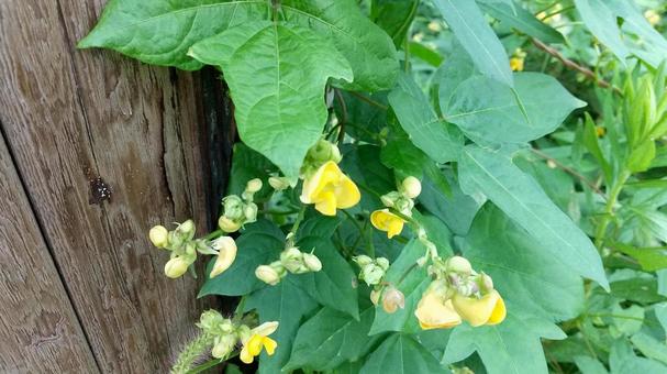ヤブツルアズキあるいはノアズキの花 ヤブツルアズキあるいはノアズキの花 ヤブツルアズキ,ノアズキ,野草の写真素材