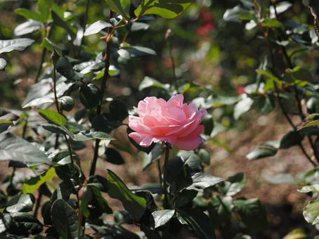 バラ園にてピンクの薔薇を撮影しました バラ園にてピンクの薔薇を撮影しましたの写真