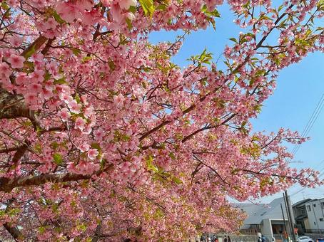 桜 桜 桜,サクラ,公園の写真素材