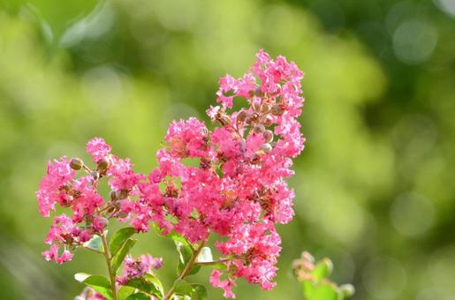 サルスベリの花 サルスベリの花の写真