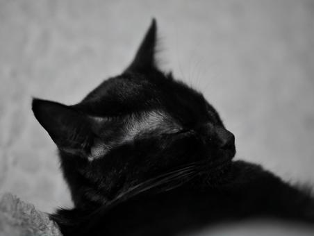眠る猫 眠る猫 猫,黒猫,ペットの写真素材