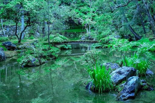 [緑]森　苔の写真