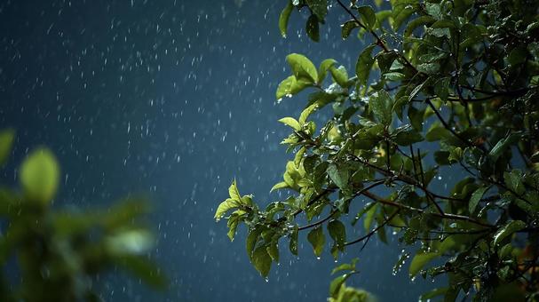 雨降る日の木々の葉 雨降る日の木々の葉の写真