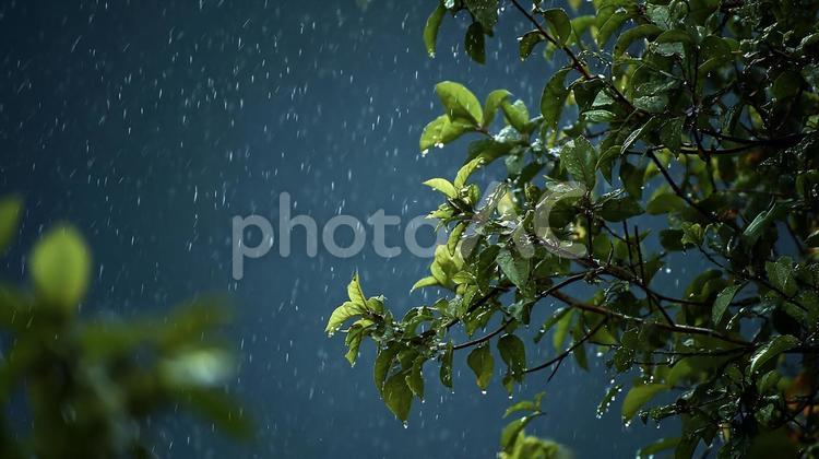 雨降る日の木々の葉 雨,葉,緑の写真素材