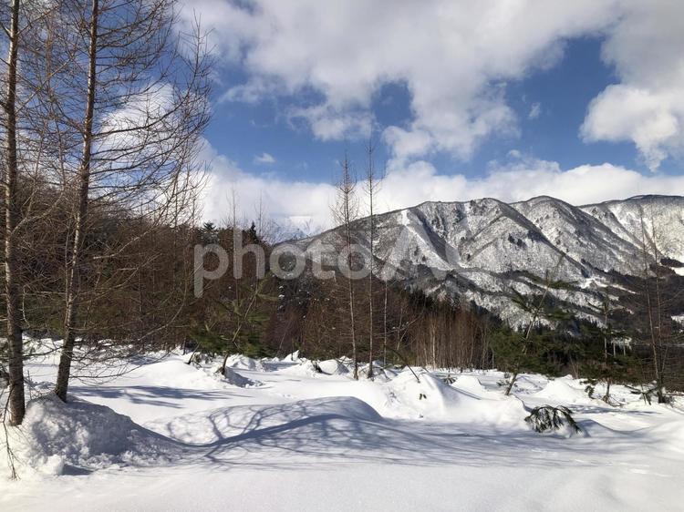 雪が積もった森　雪原　長野県 雪,積もる,森の写真素材