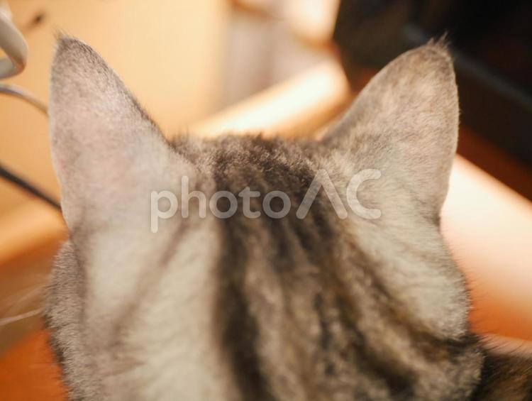 アメショのくーちゃんの後ろ姿アップ 動物,ねこ,ネコの写真素材