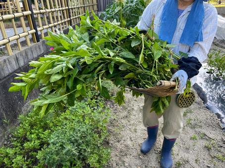 藍染用の葉の刈り取り 藍染用の葉の刈り取り 藍染,葉,畑の写真素材