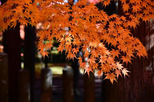 赤く染まるヤマモミジ 赤く染まるヤマモミジ 紅葉,秋,もみじの写真素材