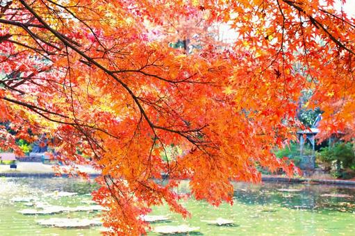 色鮮やかな紅葉 色鮮やかな紅葉 秋,赤,木の写真素材