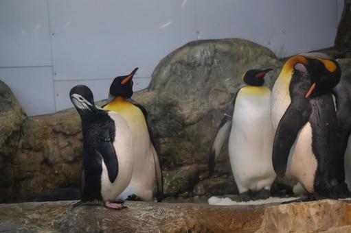 An aquarium with a variety of penguins, JPG An aquarium with a variety of penguins, JPG