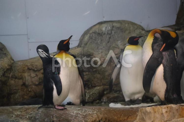 いろいろなペンギンのいる水族館 いろいろ,ペンギン,水族館の写真素材