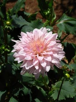 花壇に咲く大きなピンクのダリア 花壇に咲く大きなピンクのダリアの写真