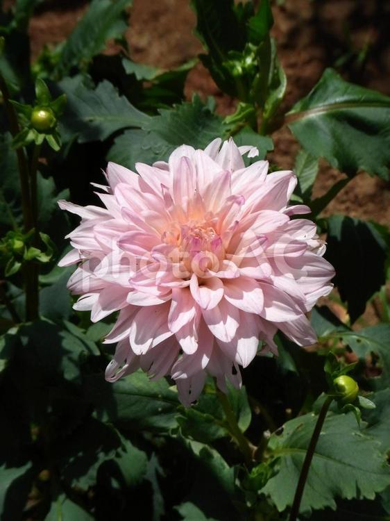 花壇に咲く大きなピンクのダリア ダリア,花,植物の写真素材