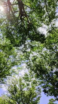 青空と緑の木々-14 青空と緑の木々-14の写真