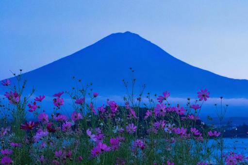 夕暮れ時 河口湖畔のコスモスと青い富士山 夕暮れ時 河口湖畔のコスモスと青い富士山 コスモス,富士山,夕暮れの写真素材