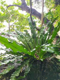 Forest plants seen from the sea of trees on Ishigaki Island, Okinawa Prefecture, JPG