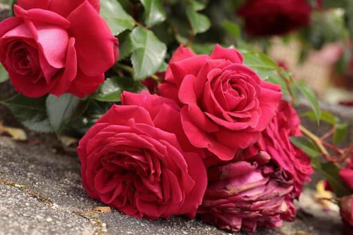 バラ園で地面近くの薔薇撮りました バラ園で地面近くの薔薇撮りましたの写真
