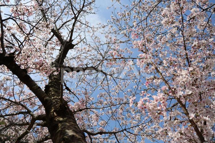 1面の桜 さくら,春,晴れの写真素材