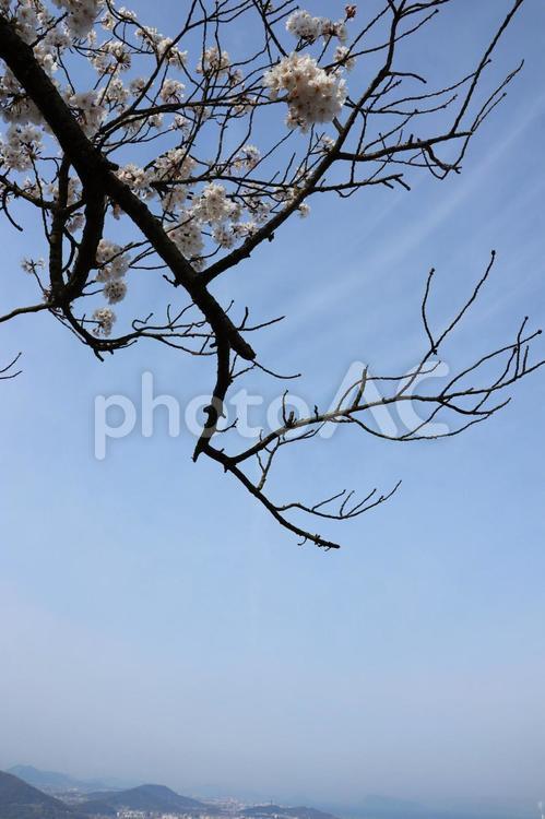 ４月上旬の五色台白峯展望台からの桜の花 背景,桜,花の写真素材