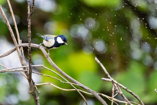 シジュウカラ(46) 野鳥,鳥,シジュウカラの写真素材