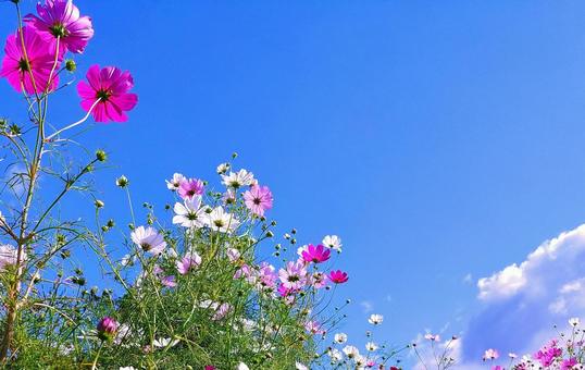 青空に映える秋桜の花 青空に映える秋桜の花 秋桜,花,秋の写真素材