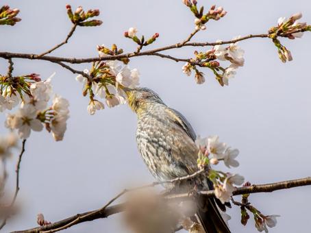 桜とヒヨドリ 桜とヒヨドリ ヒヨドリ,野鳥,鳥の写真素材