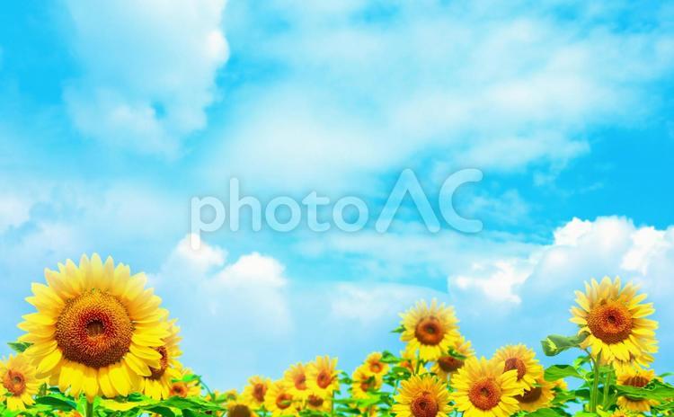 雲がある夏の空に満開のひまわり畑 夏,太陽,ひまわりの写真素材