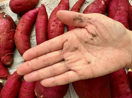 さつまいもの灰汁(あく)のベタベタ汚れ さつまいもの灰汁(あく)のベタベタ汚れ さつまいも,さつま芋,サツマイモの写真素材