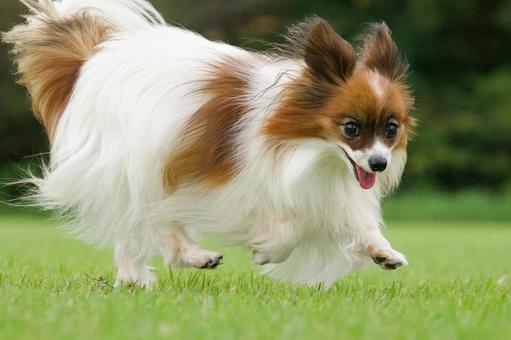 公園で遊ぶパピヨン 公園で遊ぶパピヨン 犬,パピヨン,可愛い犬の写真素材