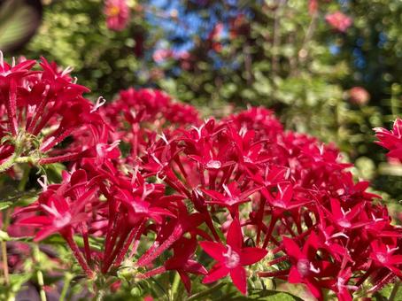 赤いペンタスの花 赤い花,春,夏の写真素材