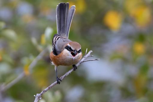 モズ モズ,百舌鳥,冬鳥の写真素材