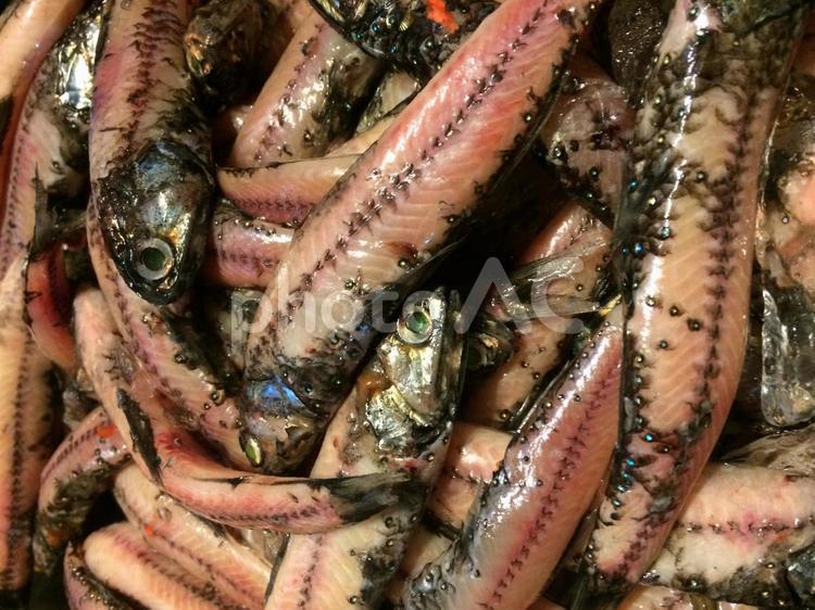 ハダカイワシだらけ生（縦画面） やけど,ハダカイワシ,干すの写真素材