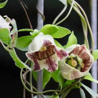 ツルニンジンのクローズアップ ツルニンジン,山野草,花の写真素材